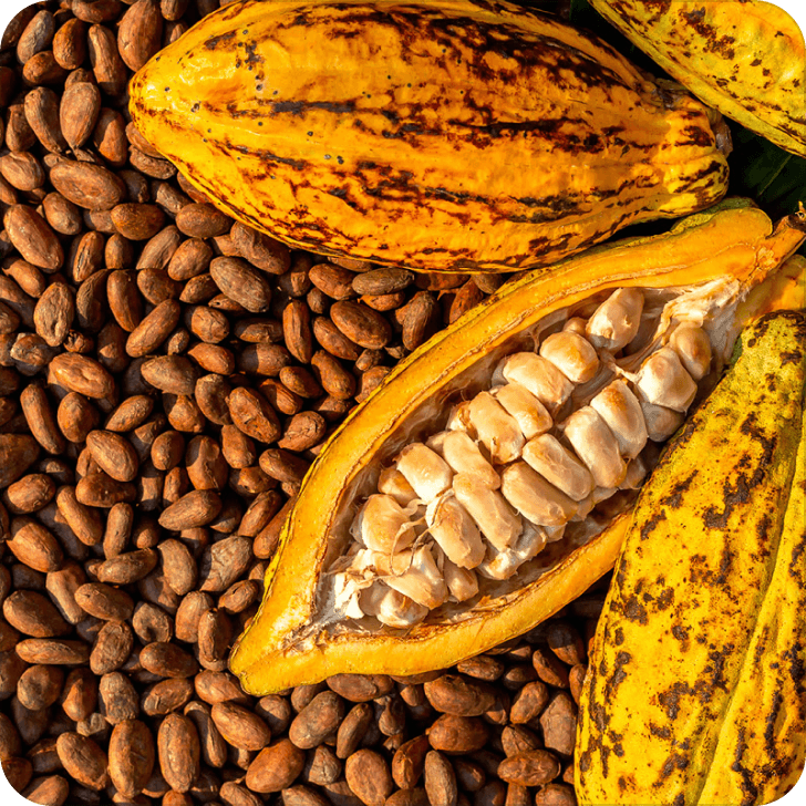Cacau